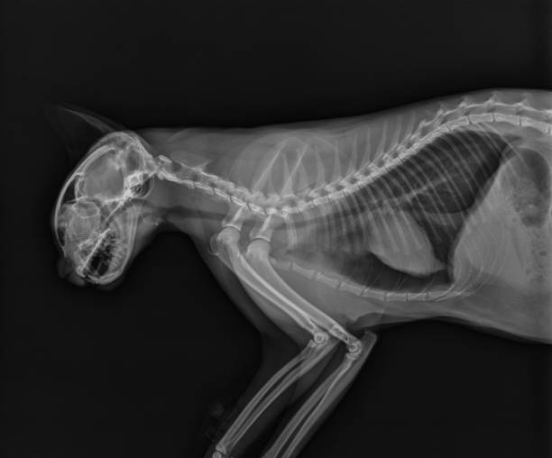 Cat Xray
